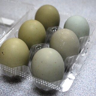 【希少】ひすいどり翡翠鳥【3羽同時】