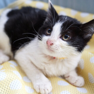 よく遊ぶオリくん