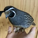 【手乗り】ちょんまげが可愛い頭赤冠ウズラ