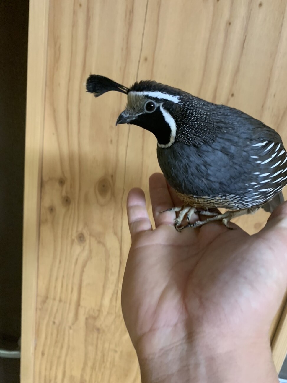 手乗り ちょんまげが可 山口県 鳥の里親募集 ペットのおうち 月間利用者150万人