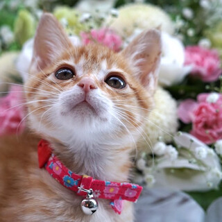 美形５兄妹・ルーチェちゃん