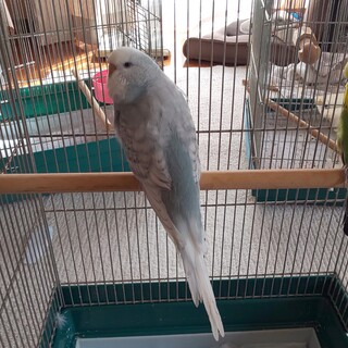 ～交渉中の為一時停止中～