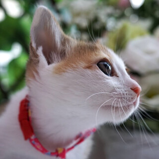 美形５兄妹・ヒカリちゃん