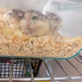 ロボロフスキー