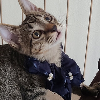 優しいライキくん