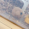 ゴールデンハムスター