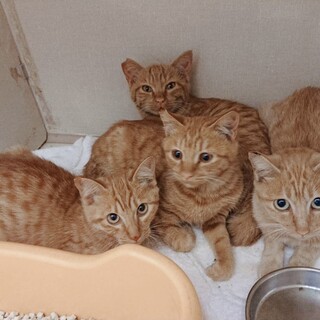 きれいな仲良し茶トラ兄妹