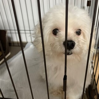 6月で3歳になるマルチーズの男の子