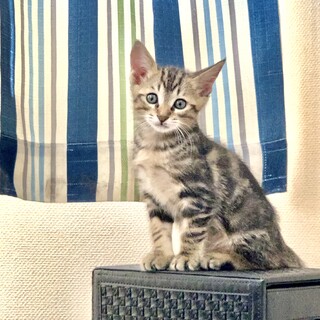 アメショー柄の可愛い子猫をもらってください