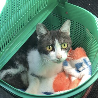 子猫の里親募集