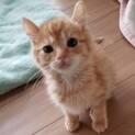 チビオ君をよろしく！