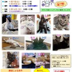 保護猫の譲渡会in名張