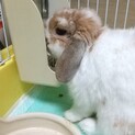 うさぎ ホーランドロップ