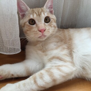 愛嬌たっぷりのやんちゃくん♪