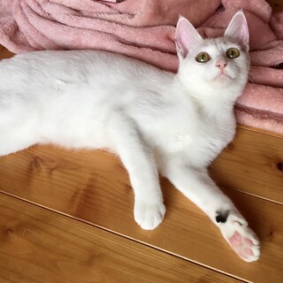 かわいい小柄な三毛猫ちゃん❣️