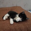 11.8里親きまりました