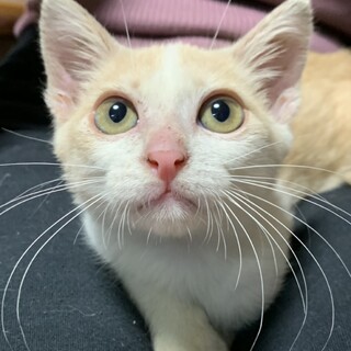 甘えん坊の男の子 里親募集中です！