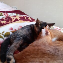 「癒し声のきび」サムネイル2