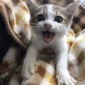 イケメン子猫里親募集中！
