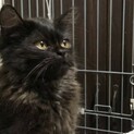 ノルウェージャン風な子猫です♪(募集一時停止)