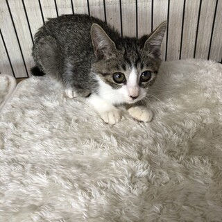 人慣れ修行の成果を見せに譲渡会参上のタローです！