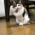 この子を幸せにしてくださる方いませんか？