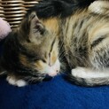 11.6里親決まりました