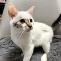 ちょっぴりシャム風⁉︎あられちゃん❤️