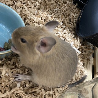 デグー　珍しいサンド。生後半年ほどの男の子です。