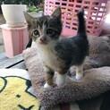 生後約2ヶ月の小さいキジこねこちゃん（交渉中）