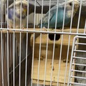 セキセイインコ4ヶ月一旦募集ストップします。