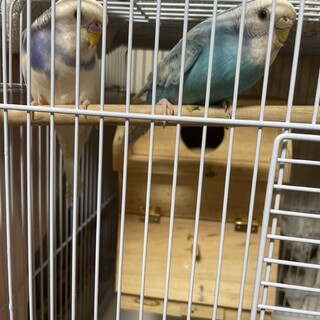 セキセイインコ4ヶ月一旦募集ストップします。
