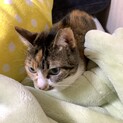急募三毛猫の女の子