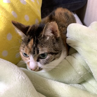 急募三毛猫の女の子