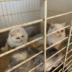 飼育放棄