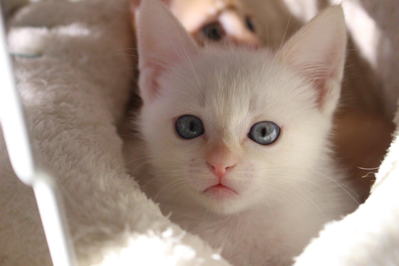 ゆったりほっこりする猫の 伊川谷ねこクラブのイベント ペットのおうち 月間利用者150万人