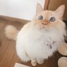 の写真