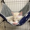 ハンモックにも慣れて気持ち良く寝れる様になりました