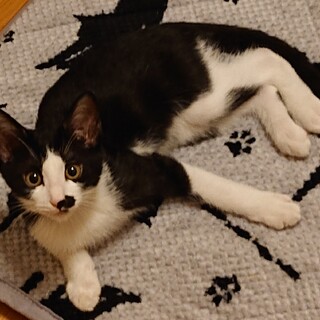 シャイで控えめだけど、ほんとは甘えん坊♂