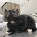 クマみたいな子猫ちゃん♂生後1ヶ月半ほど
