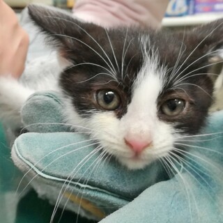 人なつこい☆おてんば白黒ちゃん＾＾