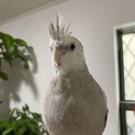 おとなしい子です