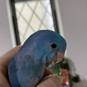 自由に飛び回ってます