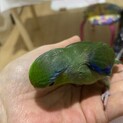 元気に飛び回ってます