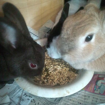 左から「ブラウニー」「パンダフォン」「オカリナ」