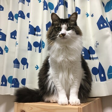 の写真