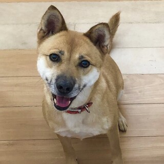 希望者様とご相談中のため、募集を一時中断します