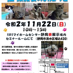 保護ニャンコの譲渡会by静岡市清水区