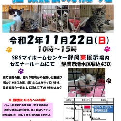 保護ニャンコの譲渡会ｂｙ静岡市清水区