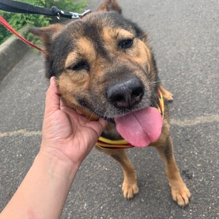 人にも犬にも温厚な【クプス】くん